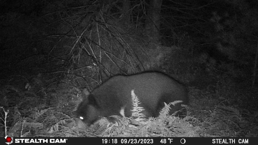 black bear walking in the woods at night