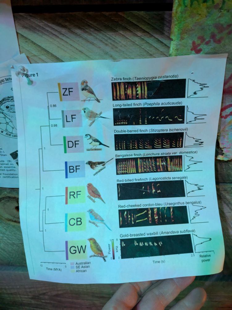 A set of spectrograms showing frequency over time patterns for bird song selections for 7 species of Australasian and Southeast Asian species.