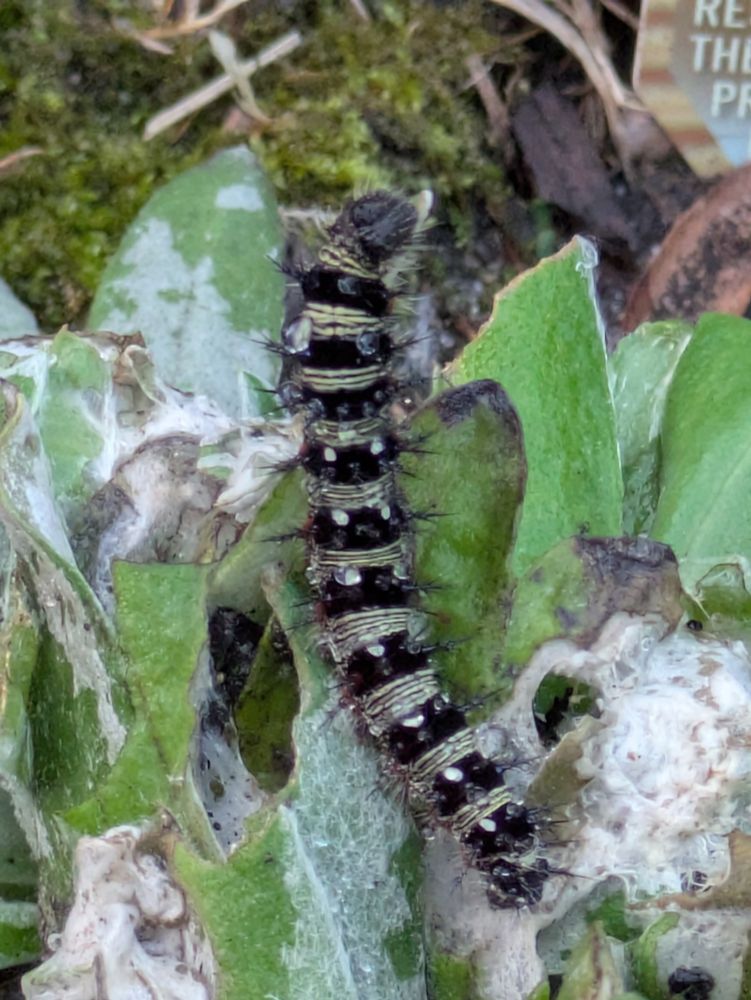 a caterpillar on a leaf