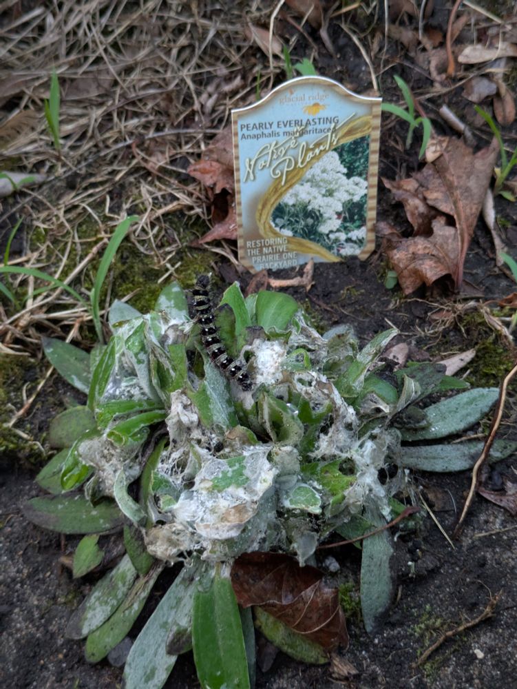 zoomed out view of a caterpillar on a well chewed Partly Everlasting plant