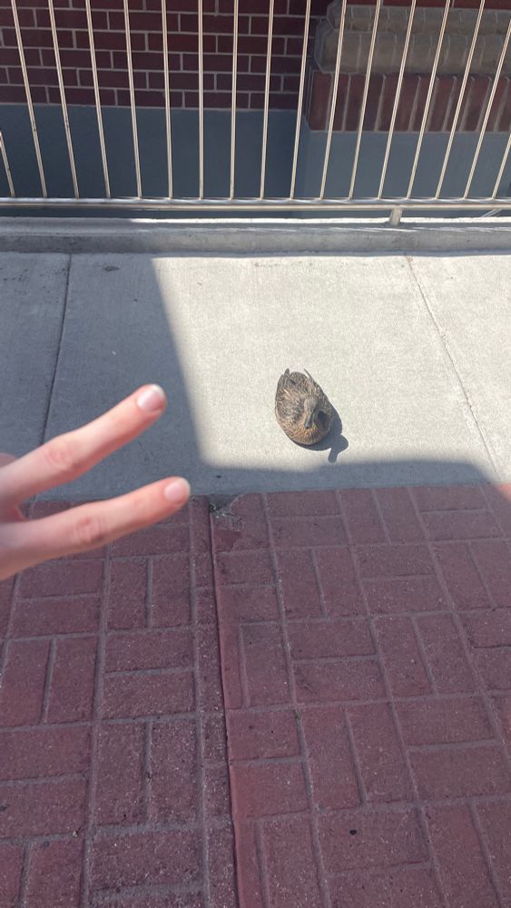 Duck on da sidewalk