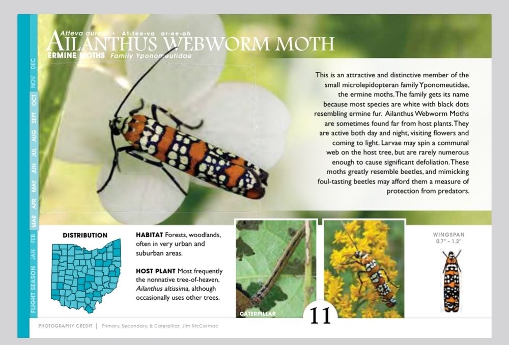 Ailanthus Webworm Moth
This is an attractive and distinctive member of the
small microlepidopteran family Yponomeutidae,
the ermine moths. The family gets its name
because most species are white with black dots
resembling ermine fur. Ailanthus Webworm Moths
are sometimes found far from host plants. They
are active both day and night, visiting flowers and
coming to light. Larvae may spin a communal
web on the host tree, but are rarely numerous
enough to cause significant defoliation. These
moths greatly resemble beetles, and mimicking
foul-tasting beetles may afford them a measure of
protection from predato
