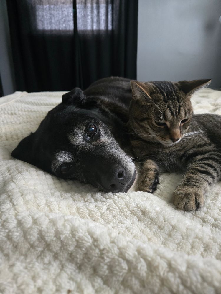 close-up of old dog and young cat cuddled up cutely