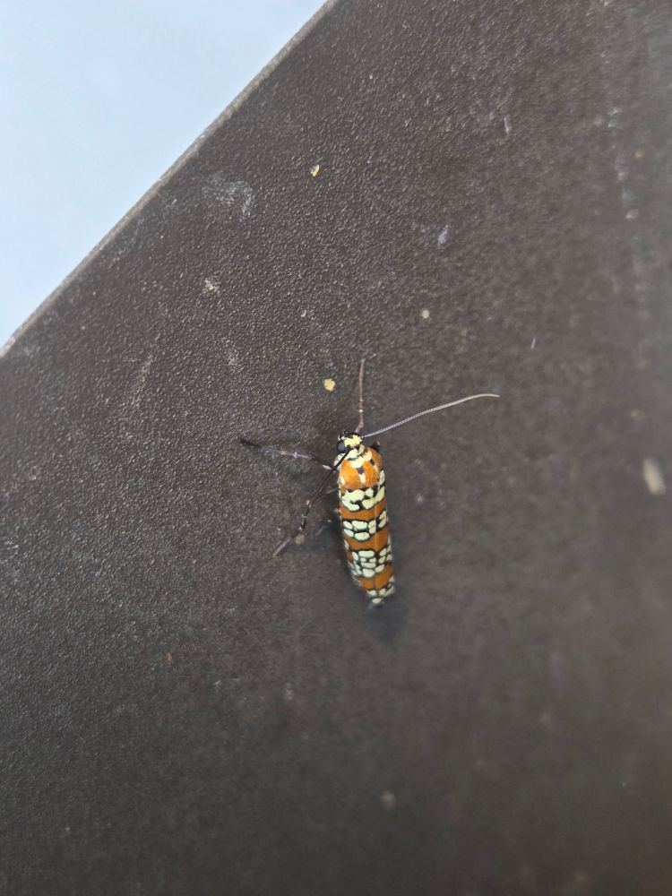 some sort of true bug in my mailbox, it's long (hotdog) with alternating bands of copper color and offwbite spots