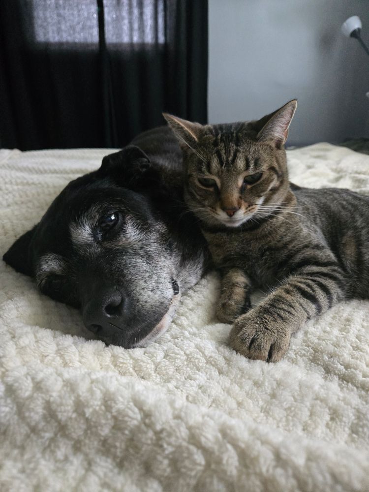 close-up of old dog and young cat cuddled up cutely