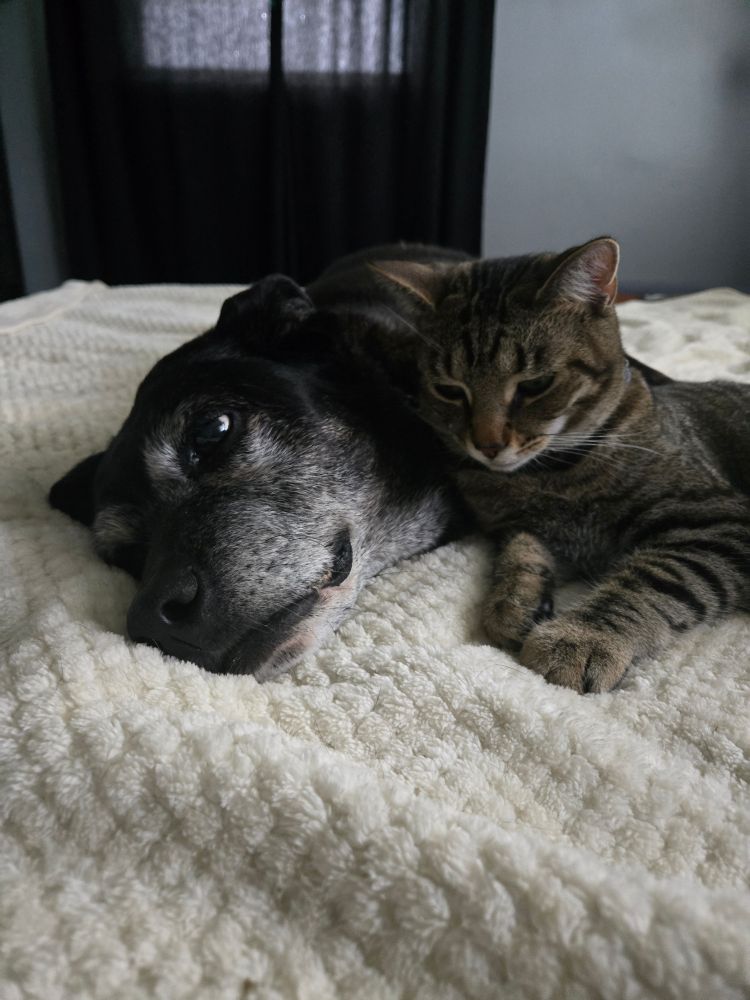 close-up of old dog and young cat cuddled up cutely