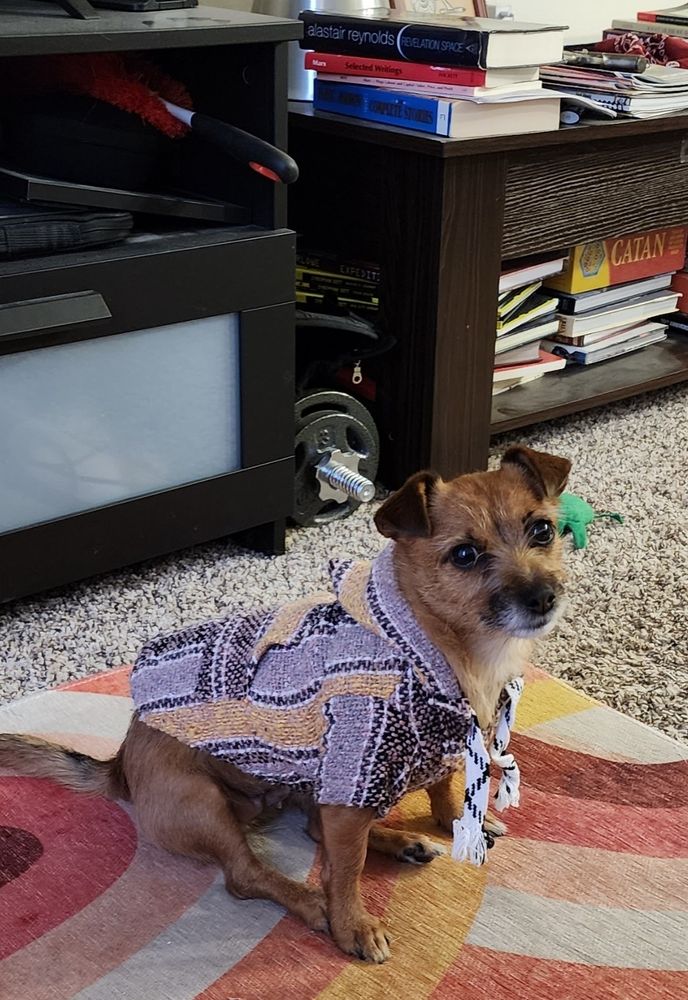 small chihuahua-like dog wearing a small drug rug