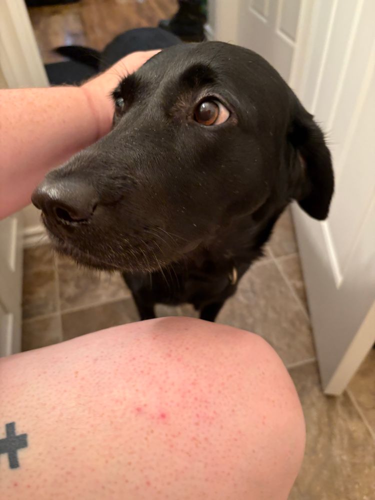 Loona, demanding pets after pushing the slightly un latched door open while I was crapping. My leg is visible at the bottom of the frame. Loona is being an adorable privacy denier. 