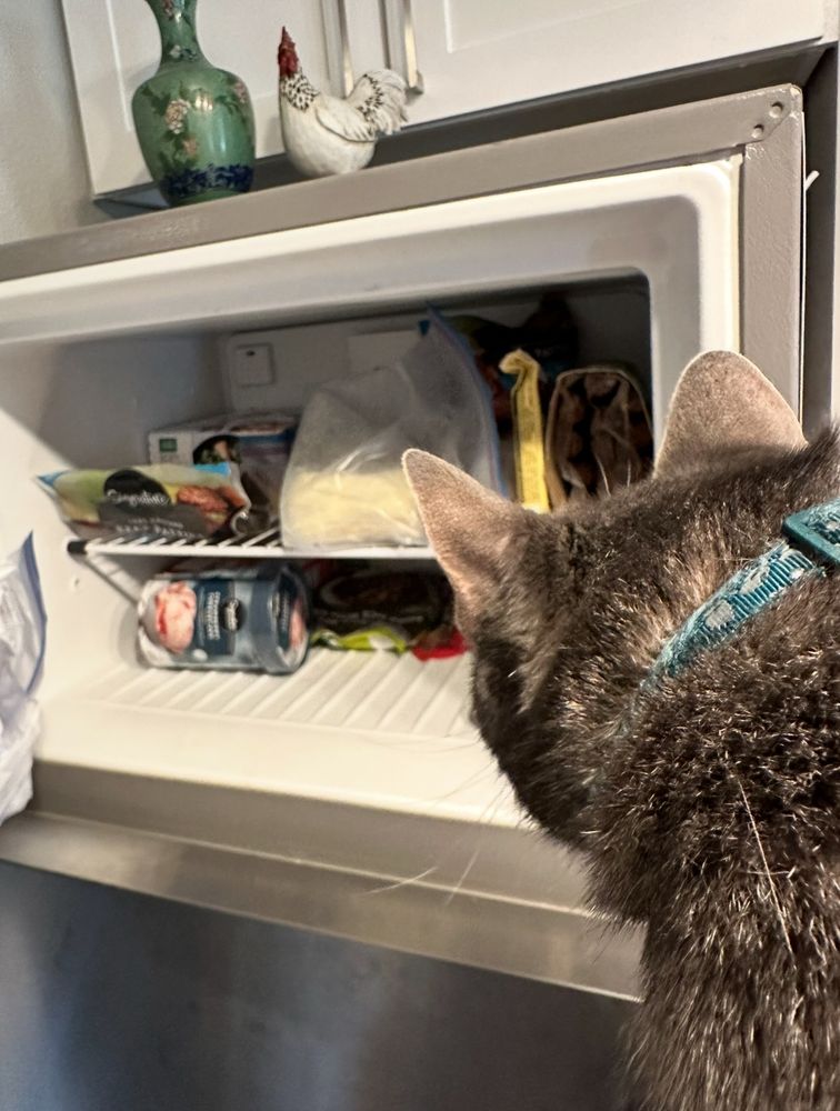 A photo of a gray tabby cat with a dark green collar looking inside an open freezer