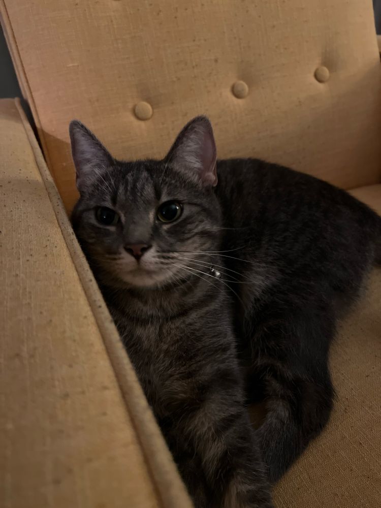 A photo of a gray tabby cat sitting on a yellow chair. She’s folded in a strange way that makes her look like a triangle.