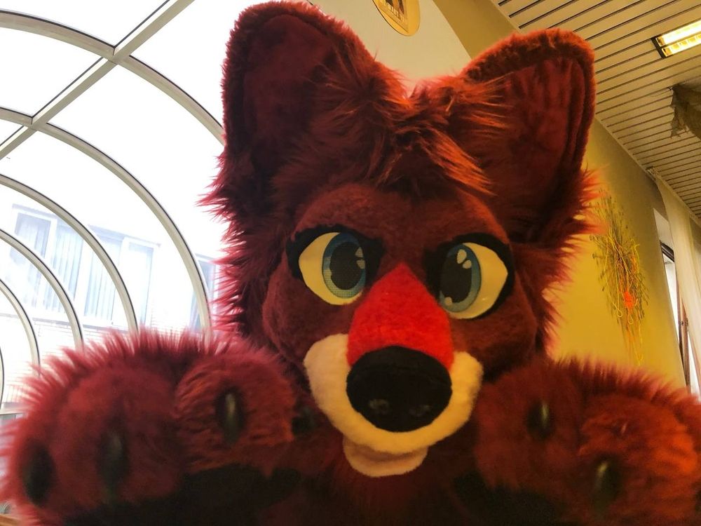 A red winged cat fox looking into the camera with her paws on the table