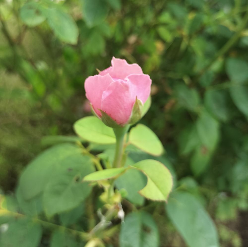 ピンクのバラの蕾