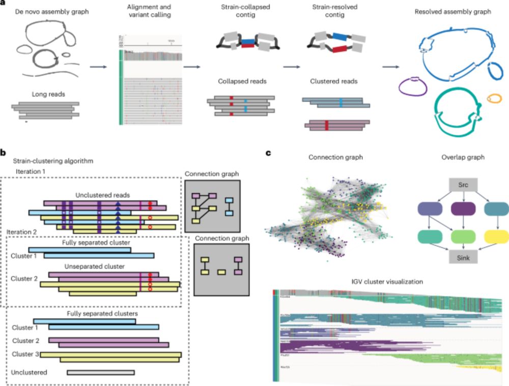 Strainy: phasing and assembly of strain haplotypes from long-read metagenome sequencing - Nature Methods