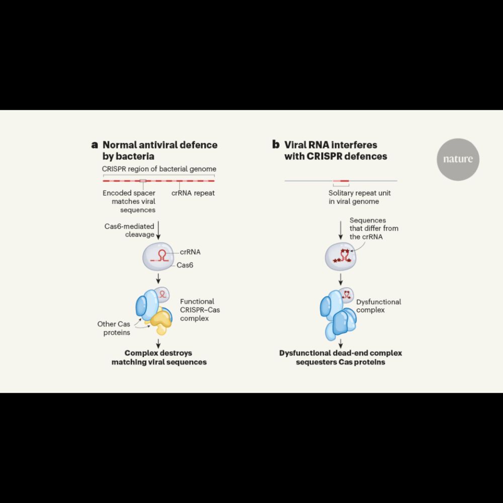 Viruses use RNA decoys to thwart CRISPR defences