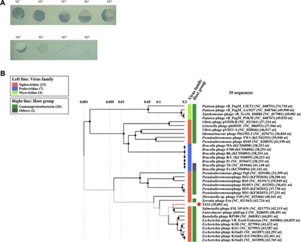 Phage resistance mutations affecting the bacterial cell surface increase susceptibility to fungi in a model cheese community