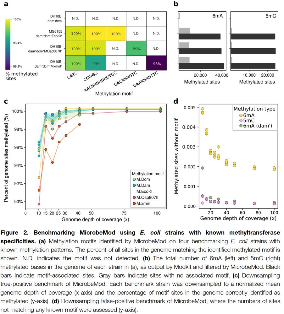 Figure 2. Benchmarking MicrobeMod using E. coli strains with known methyltransferase
specificities.