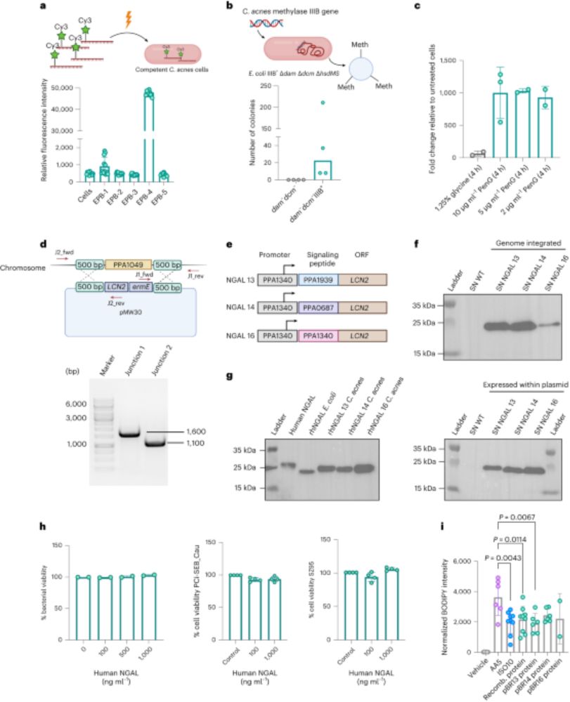 Delivery of a sebum modulator by an engineered skin microbe in mice - Nature Biotechnology