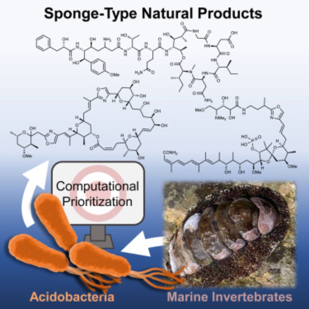 Animal-associated marine Acidobacteria with a rich natural-product repertoire