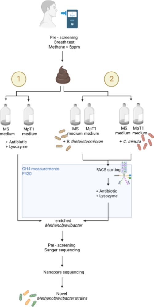 Targeted isolation of Methanobrevibacter strains from fecal samples expands the cultivated human archaeome - Nature Communications