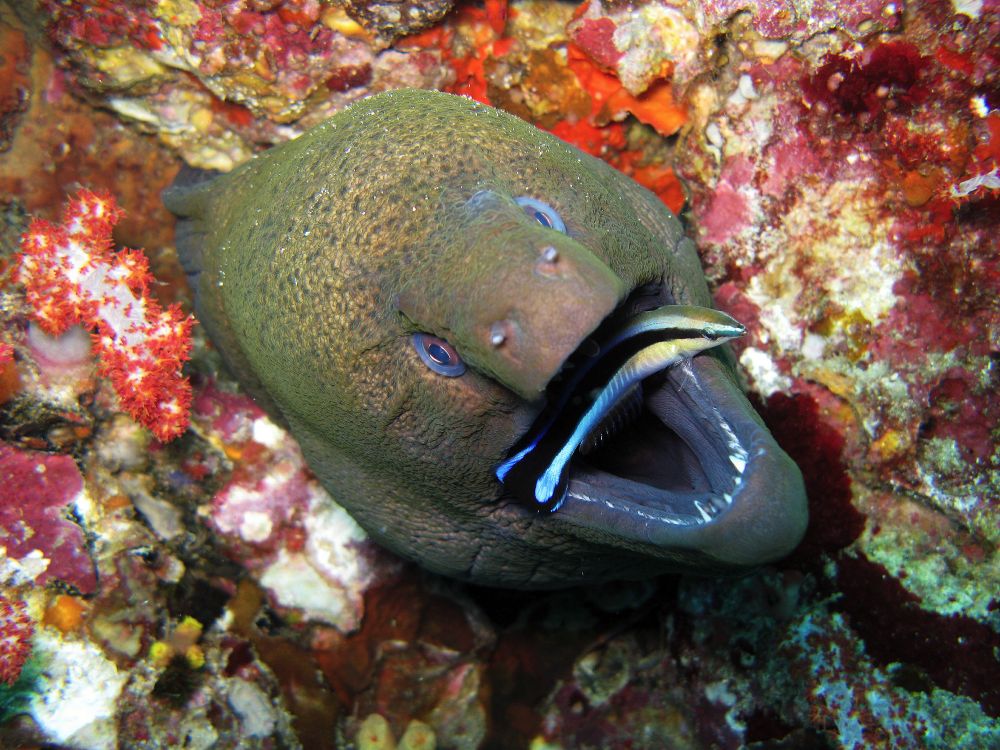Cleaner wrasse and client eel. 📸 Silke Baron CC BY 2.0.