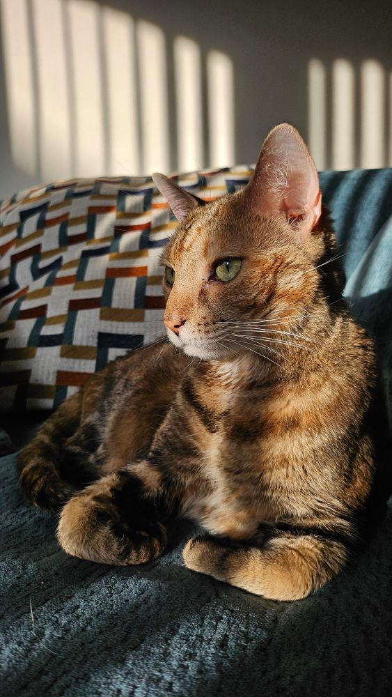 My beautiful Cleo girl. A sandy tabby relaxing on a big blue chair with her lil paws tucked in