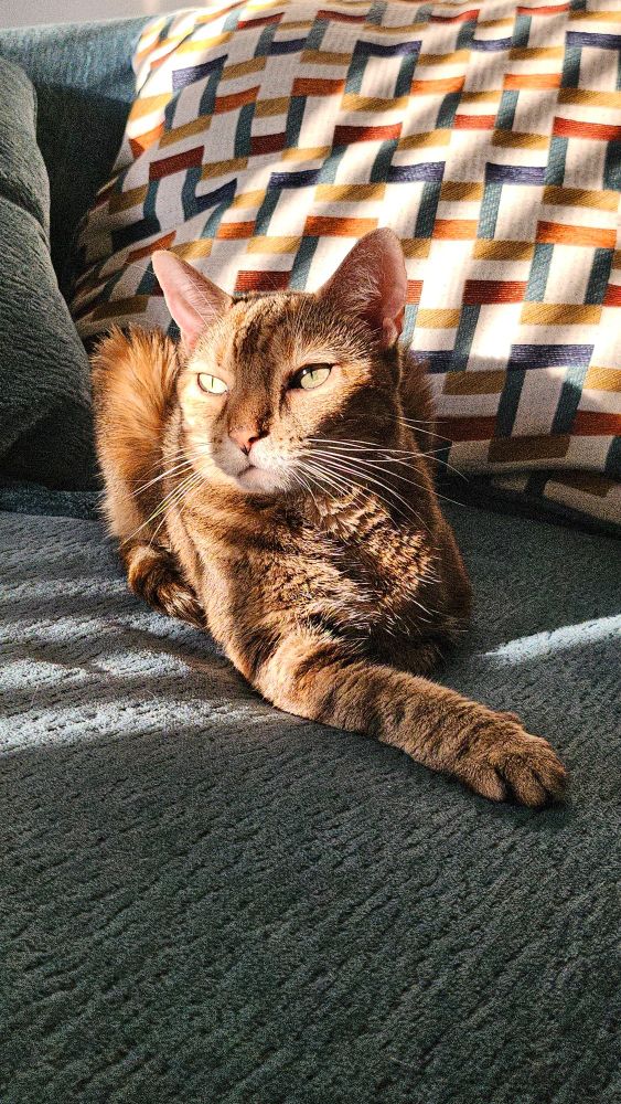 Cleo again, laying on a blue chair with her front paw outstretched. Sunlight pouring in from the window shines on her face and fur so beautifully