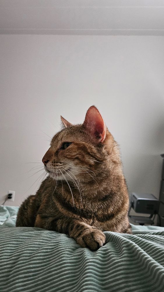 My sandy tabby Cleo, relaxing on my bed with one paw tucked in and the other stretched out in front of her. It looks like she's smiling 😭