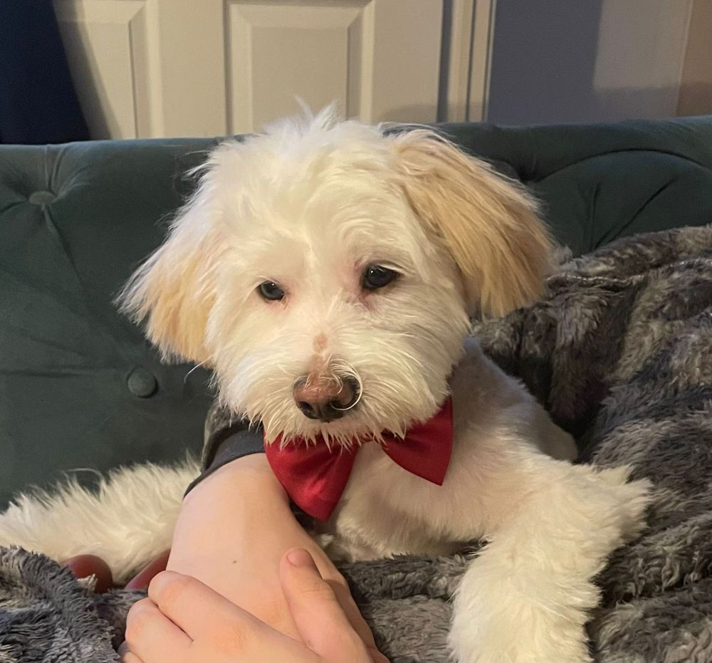 A small white dog with light tan ears sits on a sofa, partly wrapped in a soft grey blanket. The dog wears a red bow tie. A person’s hand rests gently on the dog’s front leg.