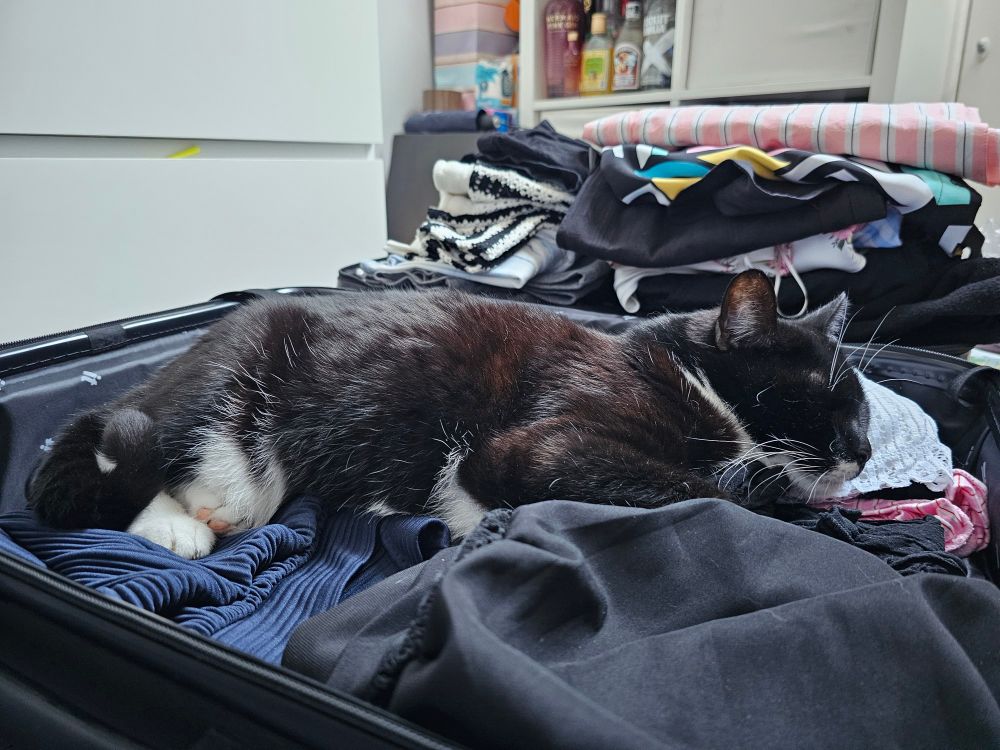 Black and white cat in a suitcase full of dark clothes