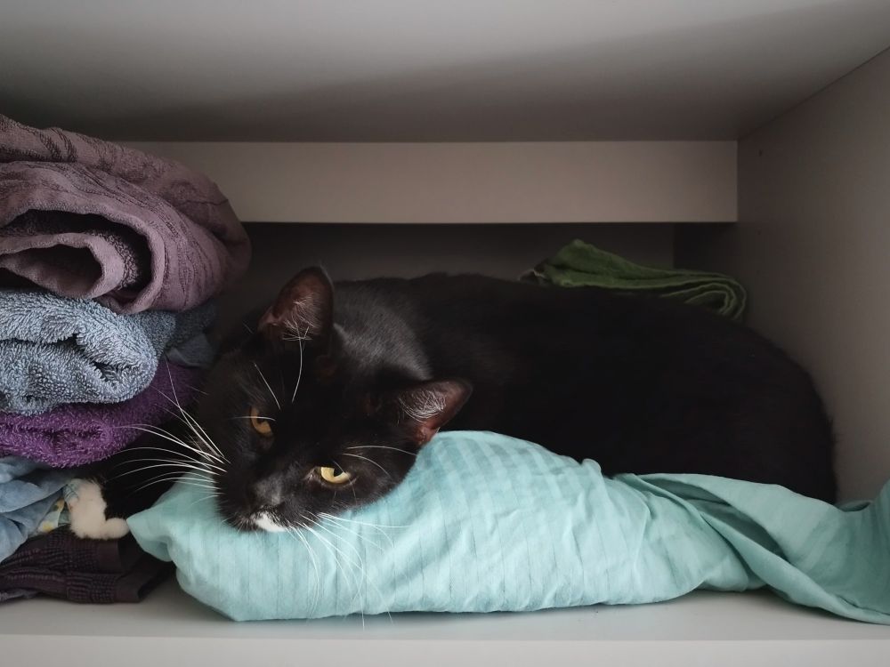 Cute cat laying on bed covers on the shelf of a cupboard.