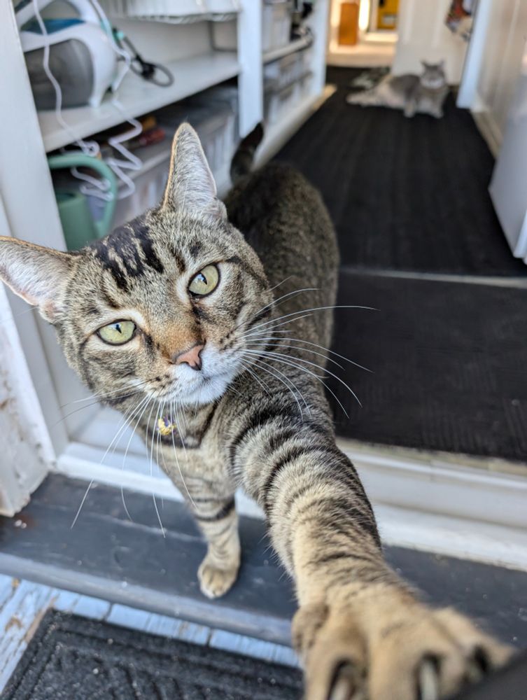 Photo: an extremely handsome brown and black striped tabby cat: Max is standing at the threshold of a doorway between kitchen and balcony. Blurred in the far background is Sam, another gorgeous tabby cat in silver and white, laying like a stunning Rubenesque model ready to be painted. 

Max is facing us and standing on three legs while his front arm is outstretched, reaching and extending under the camera. We can see his little fingers are spread as he widens his paw to touch us. He is looking at us as if he's concerned and is reaching out a hand. Max is the check-in cat. He is here for you. When this photo was taken Max actually tapped me with his paw like he was saying: 'Hey, stop for a minute, I am here.' Sometimes when I'm asleep and I have a nightmare, I wake up because Max is doing exactly this, a few taps and then he lays on me, all draped over like I'm a big log or tree branch, and then settling in on me and purring. 'No bad dreams; I am here now.' (That's what I say to Max when I gently wake him from kitty nightmares.) I often wonder if I was making nightmare noises when he does that. Max is the check-in cat. He is here for you. We are all doing Herculean amounts of emotional inventory management right now. It's okay to look up.