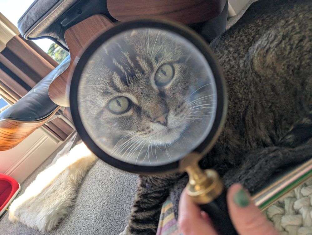 A magnifying glass held up to a brown and black striped tabby cat's face, making it look very large.