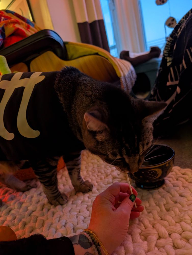 Not sure why this photo is darker, it was at the same moment. A brown tabby cat in a skeleton costume devouring a brown tuna lollipop in one huge bite with Halloween decorations all around