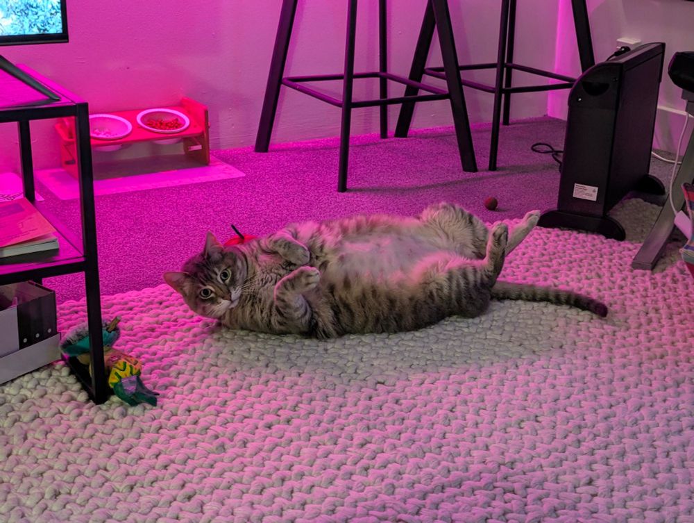 Photo of a chonky silver tabby cat on his back on a white carpet under a pink light with a shaved belly with front paws daintily curled and back legs maybe kicking looking like he's freaked out someone sees this and I have no idea what is going on. His name is Sam