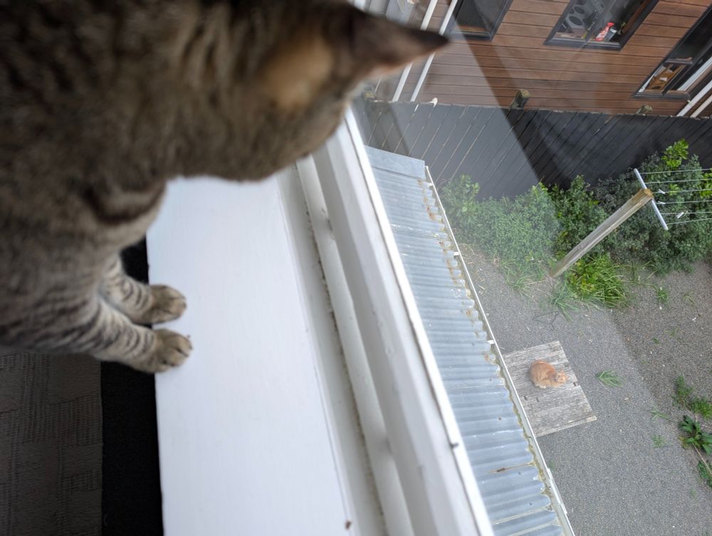 Photo: view from behind the head of a brown and black tabby cat looking down through an open window at an orange cat sitting in the backyard on a weathered wood table, staring up at the tabby.