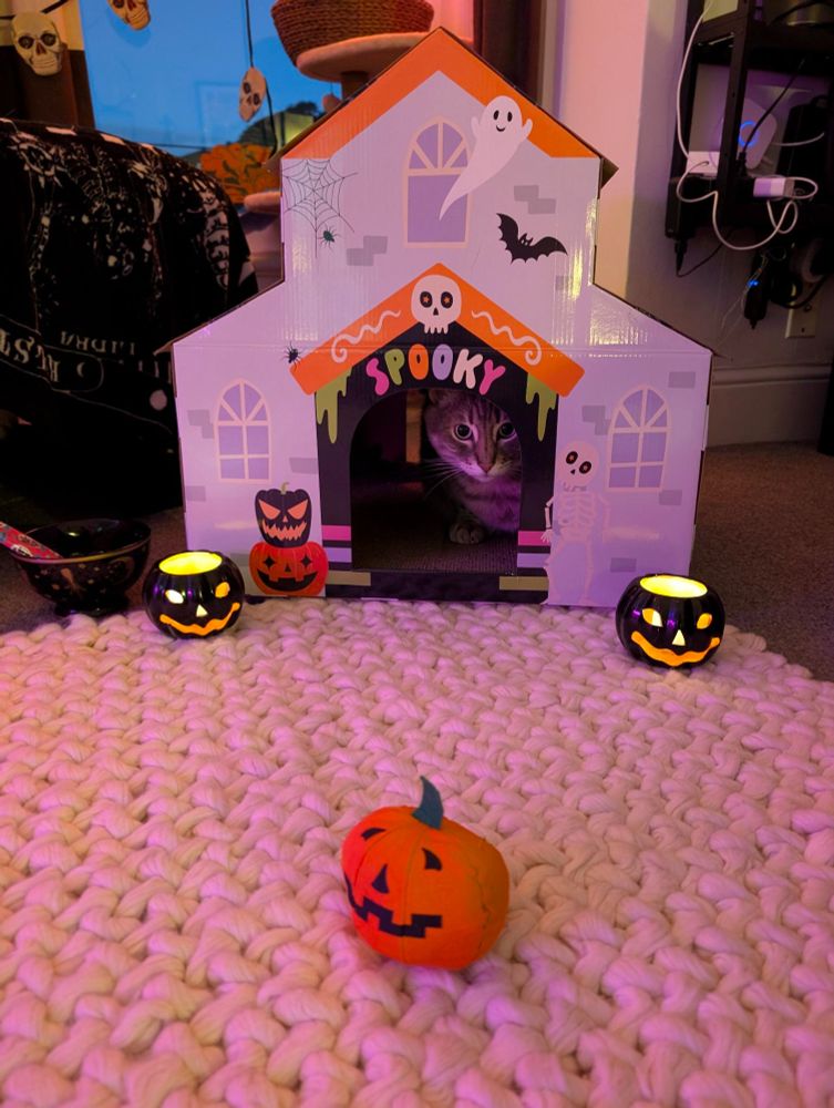 White rug. A silver tabby peeks out from a white cardboard scratcher haunted house that says SPOOKY on it. There are catnip Halloween toys and battery operated pumpkin candles. Halloween decorations are in the background.