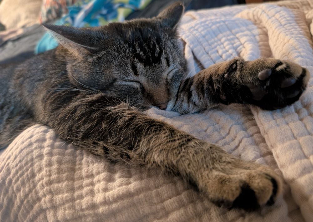A brown tabby cat is sleeping on a tan blanket, feet outstretched towards the camera. Toe beans are visible on one foot. 