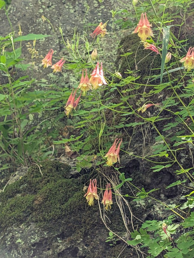 Columbine in a dappled clearing surrounded by greenery. Flowers are cone shaped and coral colored for most of the cone, ending in a yellow flare.