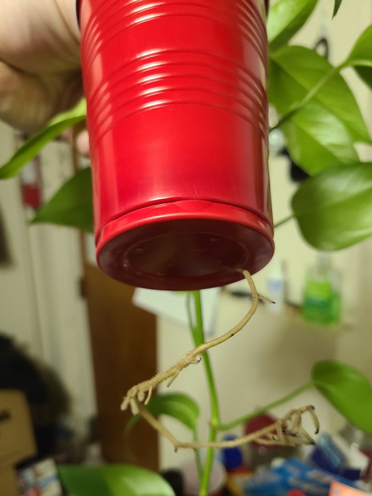 Picture of a house plant root growing out of a pot's drainage hole.