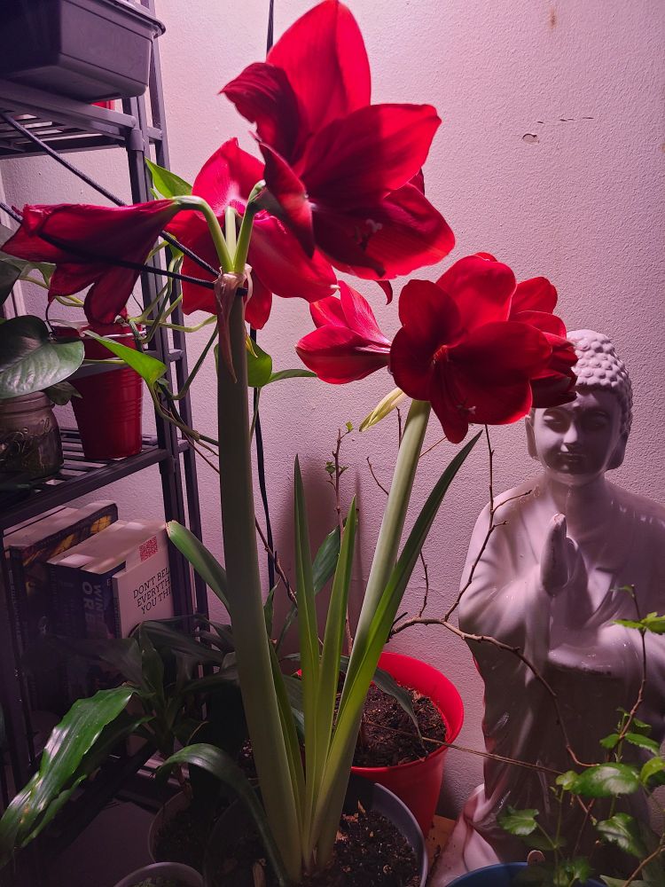 Picture of red trumpet shaped flowers on tall green stalks of an Amaryllis plant next to a white statue of the Buddha. 