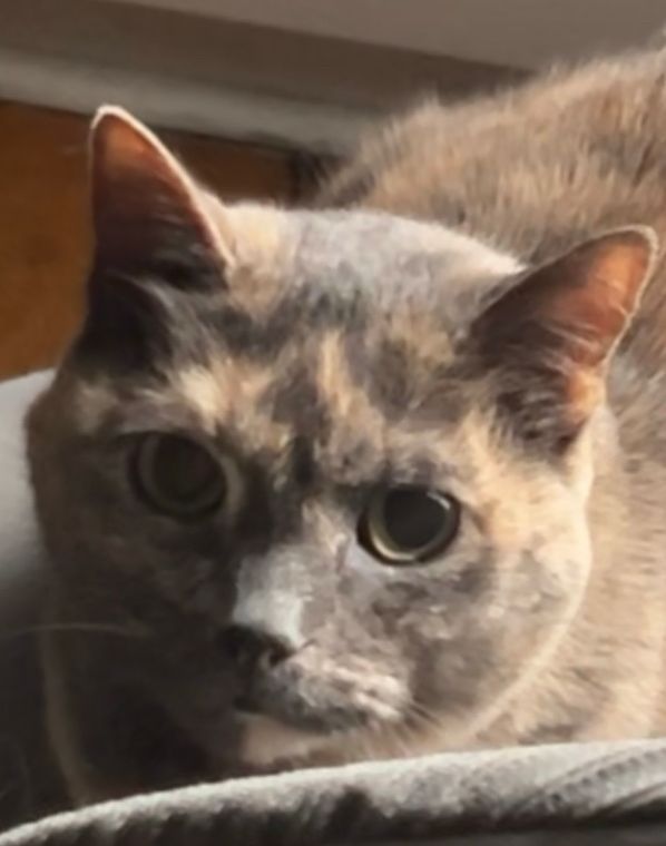 Cat looking disappointedly upset 