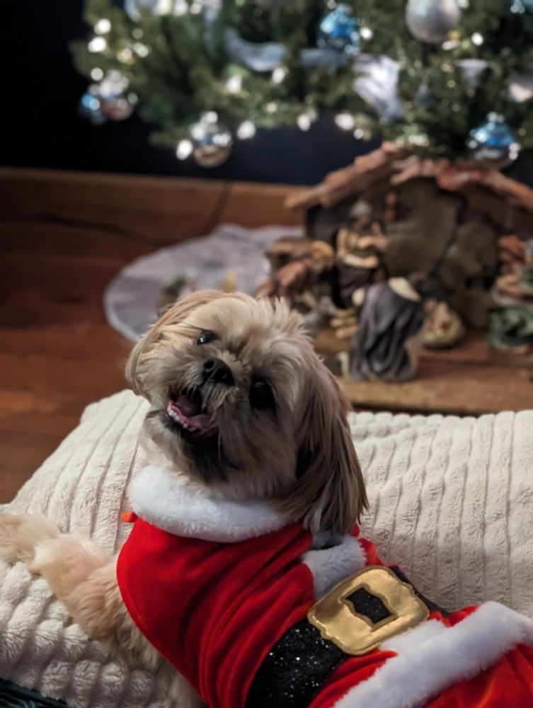Shih Tzu with Santa clause costume by a Christmas tree