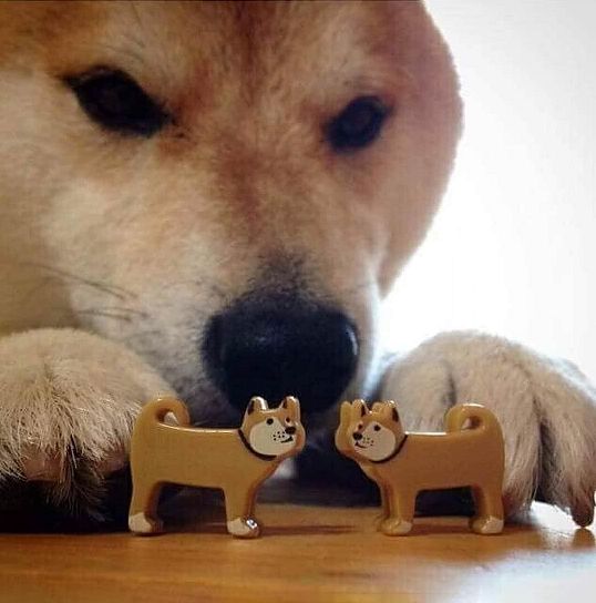Cachorro shiba brincando com dois bonequinhos de cachorro shiba e aproximando eles um do outro como se fosse fazê-los beijar.