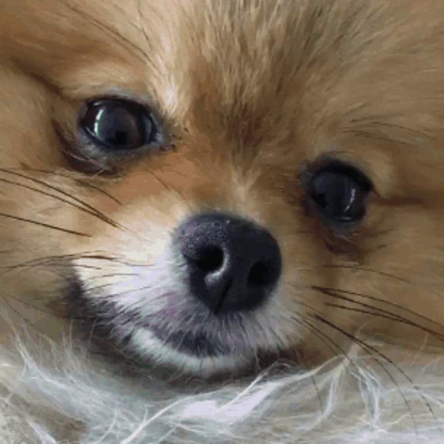 a close up of a pomeranian dog 's face with a black nose