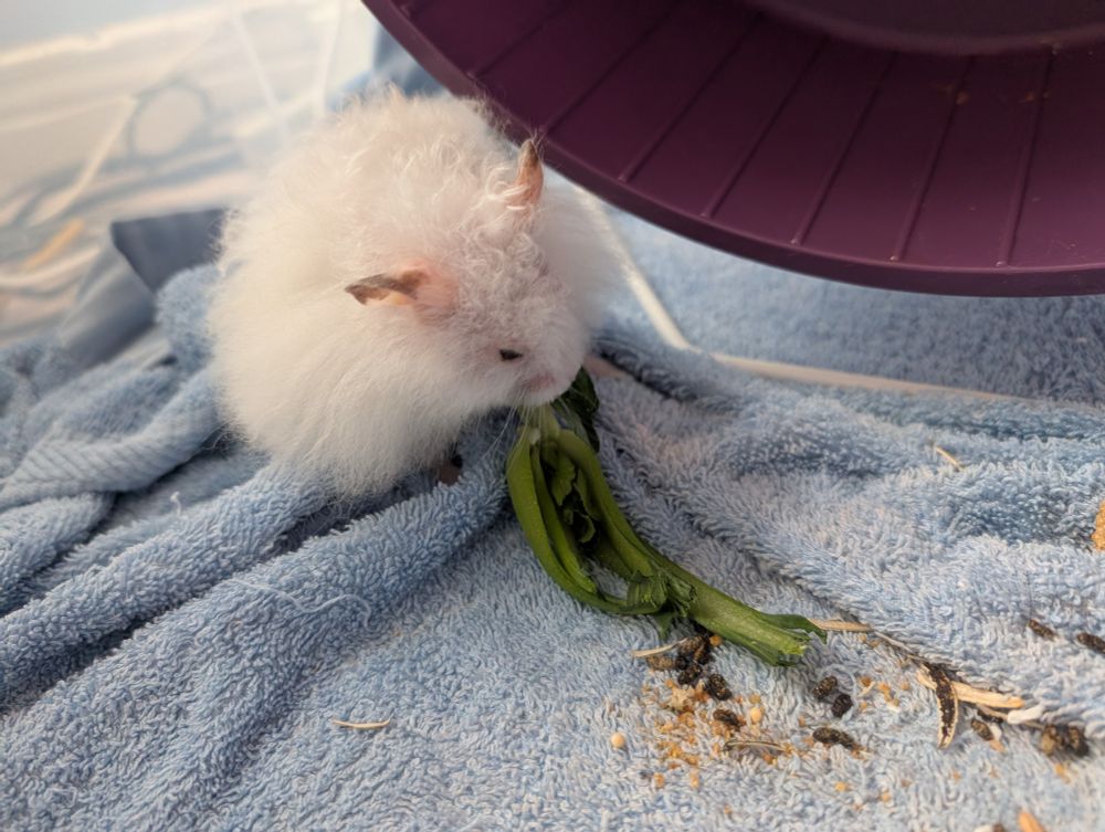 Fluffy white hamster eating some veggies by his wheel