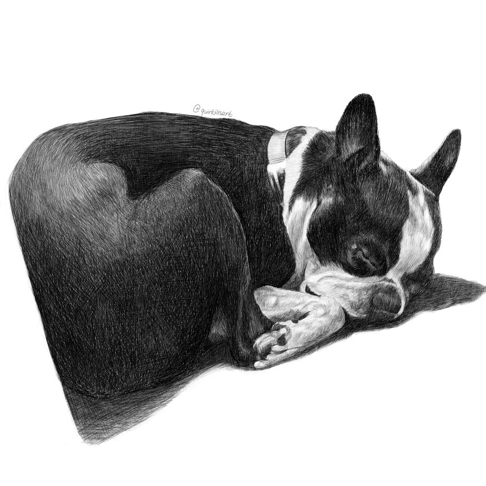 Digital pen drawing of a sleeping Boston Terrier 