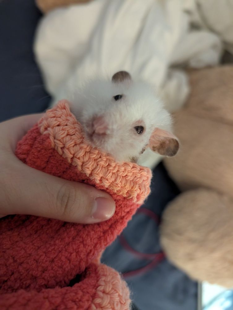 White hamster wrapped in a handmade blanket, the hamrrito