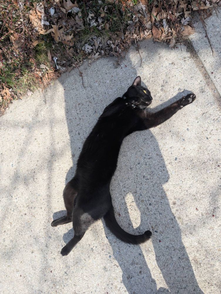 Black cat spread out on the sidewalk 
