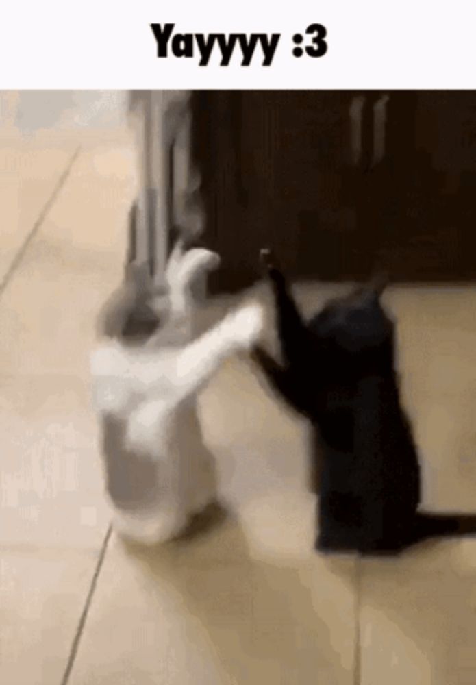 two cats are playing with each other on the floor and one of them is giving the other a high five .