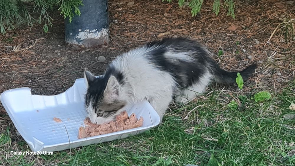 Kedileri beslemek gerekiyor zira onlar da açılıyor, susuyor